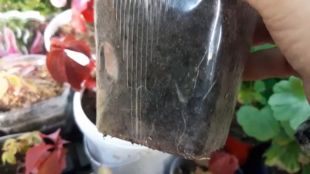 ЕЖЕВИКА АГАВАМ.Мой новый опыт.сентябрь 2021. смотреть онлайн