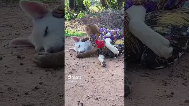 Веселая компания