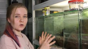 Топ 10 лягушек для начинающих амфибийщиков!