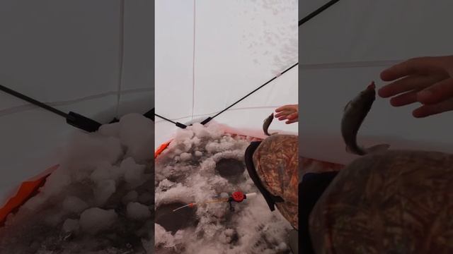 КАРАСЬ НЕ СПИТ!