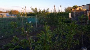 Вторая обработка сада от болезней и вредителей после цветения.
