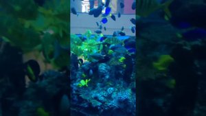 Океания. ТРЦ ОКЕАНИЯ "Лифт - Аквариум"