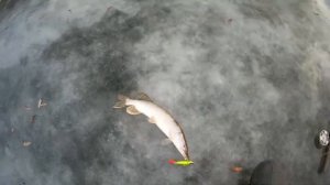 Рыбалка.  Щука на балансир. Первый лёд 2021.