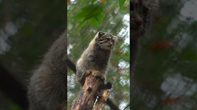 Котов много не бывает 😁 Манулы Новосибирского зоопарка на пригреве. Утро доброе!