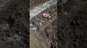 ШАЛОТ СОРОКОЗУБКА - СЕМЕЙНЫЙ ЛУК. Посадка, выращивание, сбор урожая, сушка, хранение. ВЕСЬ ПРОЦЕСС.