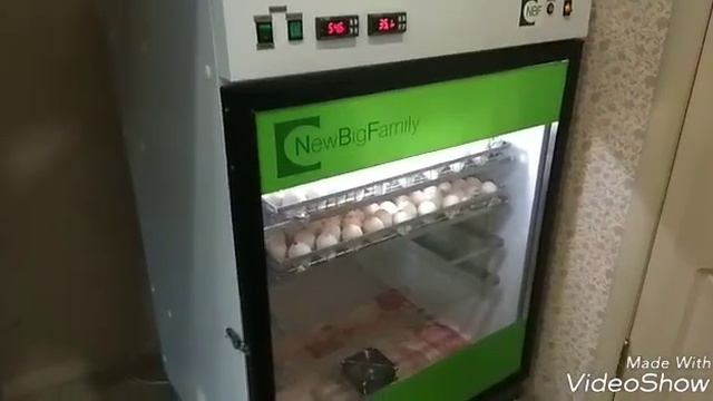 Инкубатор Nbf-600. Инкубация ИНДЕЙКИ. смотреть онлайн