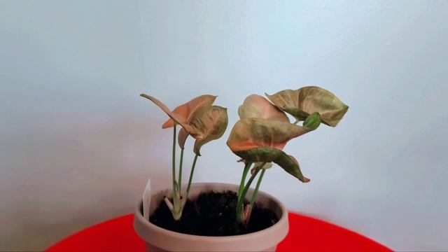 Syngonium Neon Robusta 04 Part 001 | Plant Vlog 217 смотреть онлайн