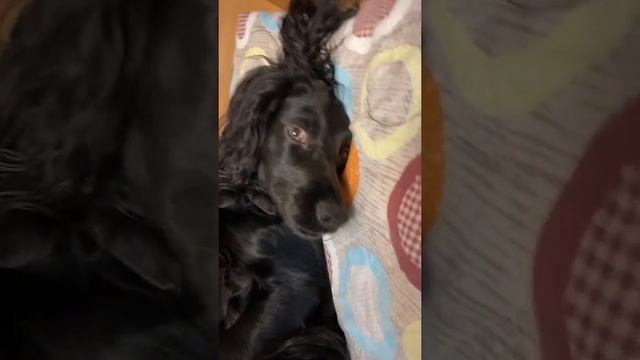 #русскийспаниель #спаниель #житикара