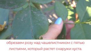 Розы отцвели. Как правильно обрезать.