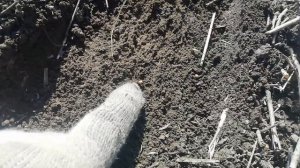 Начало посевной 2022. Кориандр no-till, Крым, Симферопольский район.