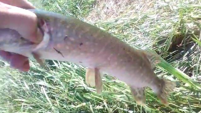 Щучка на кастинговую сеть с большим кольцом Дон смотреть онлайн