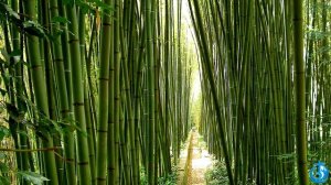 Христианское стихотворение - Бамбук!