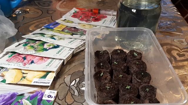 Первая подкормка эустомы. Борьба с грибками, плесенью...