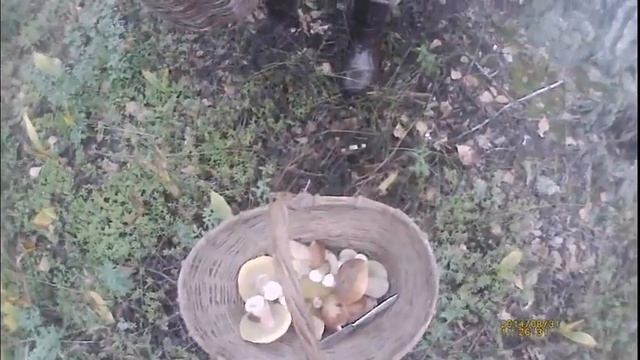 грибники смотреть онлайн