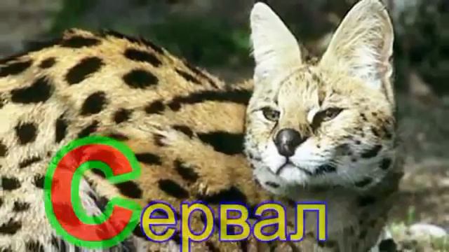 Животные на букву 
