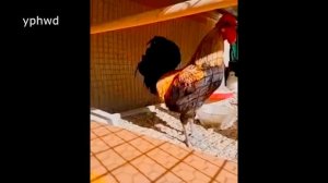 КУКАРЕКАНИЕ петуха ! 10 ЧАСОВ ! Петух КУКАРЕКАЕТ устроили КУРЯТНИК на ЮТУБЕ !