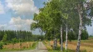 Берёзы России - Евгений Росс