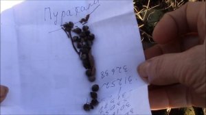 Декоративные кустарники.  Кустарник пираканта.  Посадка семенами пираканты,  эксперимент
