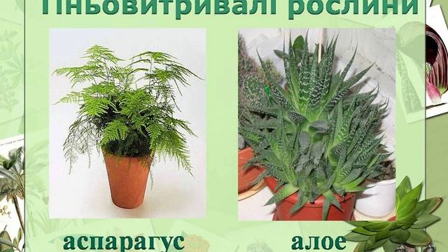 Уход за комнатными растениями Догляд за кімнатними рослинами Презентация для детей