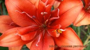 Лилия азиатская махровая Коктейль Твинс (lilium) ? обзор: как сажать, луковицы лилии Коктейль Твинс