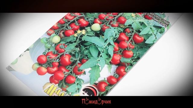 Семена Томат Балконное чудо - Помидорчик смотреть онлайн