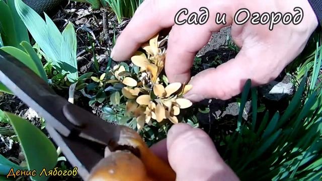 Правильная обрезка молодых кустов Самшита, Обрезка самшита, как обрезать самшит,