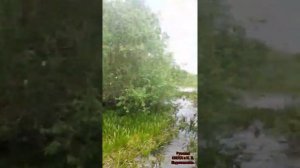 Готовим солонцы для Лося и Косули. Часть 1