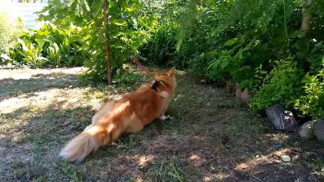 Мейн кун Степа и кот Тихон. Дачная охота😸