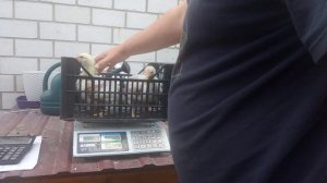 Вес бройлера в 21 день.Вес бройлера в три недели.