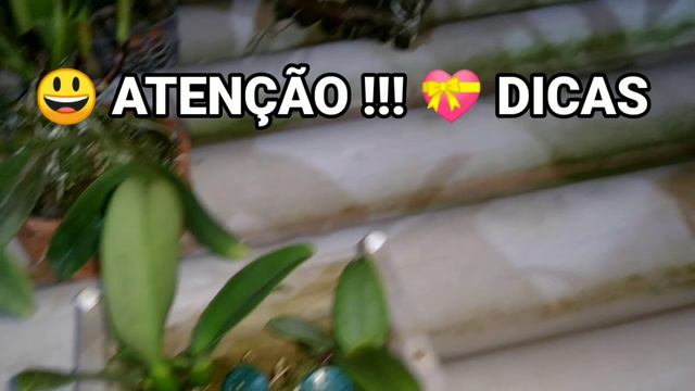 SÃO 2 ASSUNTOS IMPORTANTES: COMO CULTIVAR MUDAS PEQUENAS + APLICAÇÃO DO CÁLCIO NAS ORQUÍDEAS смотреть онлайн