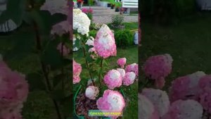 "Самарская Лидия" + "Даймонд Руж" Гортензия Метельчатая #наташинИсерёжинСАД