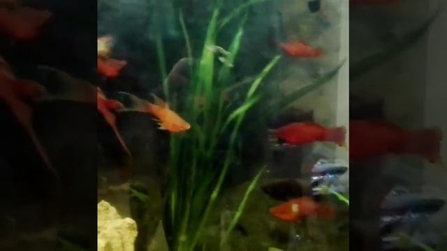 Рыбки аквариумные: меченосец, гуппи, керри смотреть онлайн