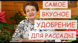 ПОДКОРМКА РАССАДЫ ДЛЯ РОСТА и ТОЛЩИНЫ. УДОБРЕНИЕ ПРОСТО  БУМ!