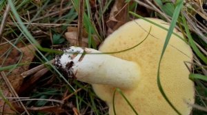 Tasty Bolete - Suillus granulatus (Weeping Bolete)