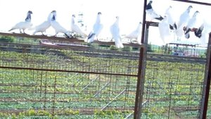 Будапештские высоколётные. Гнездовой сезон 2019