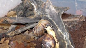 Размер контейнера/террариума для ахатин, архахатин и других улиток