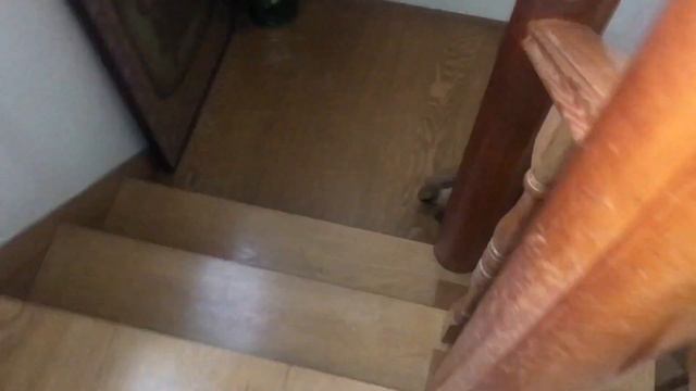 【呼びに来てくれたの？】珍しく２階まで来たニャン太！【猫と日本の庭】