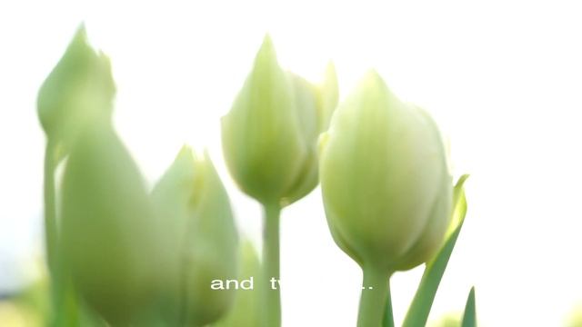 VERONA Tulipa (теплица Лаврики, выращиваем тюльпаны!) смотреть онлайн