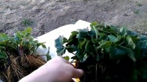 Клубника, обзор саженцев, сорта: Вима Тарда; Хоней; Вегера; Чамора Турусси; Сюзи.