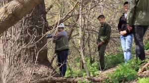 В Волгограде дубы-долгожители прошли древесную экспертизу