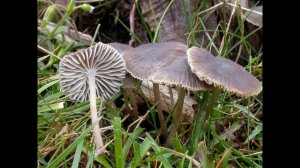 Mycena latifolia