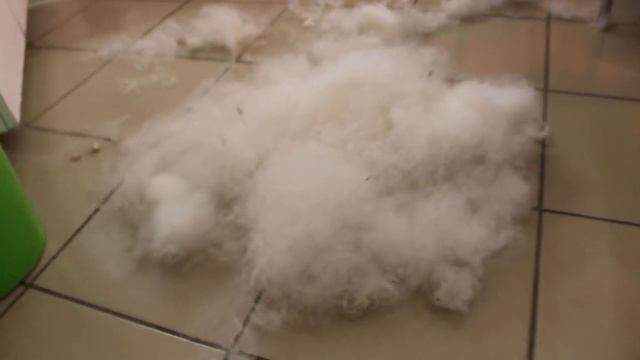 Как ухаживать за шерстью самоеда/ До и После смотреть онлайн