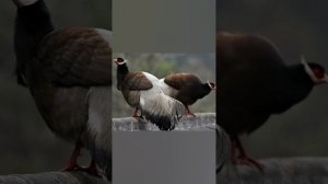 Частный питомник птиц "Речная деревня" фазаны