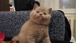 Лиловый шотландец питомник Greycat www.grey-cats.ru