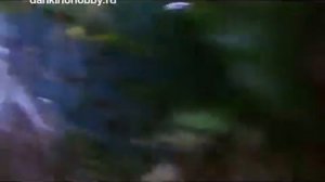 Скалярия  Виды, уход, размножение