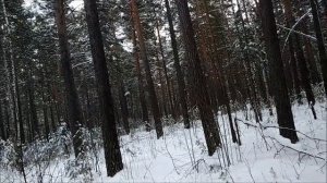 Ходовая охота на рябчика с манком