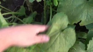 ОГУРЦЫ В СЕНТЯБРЕ _ КАК ПРОДЛИТЬ ПЛОДОНОШЕНИЕ ОГУРЦОВ