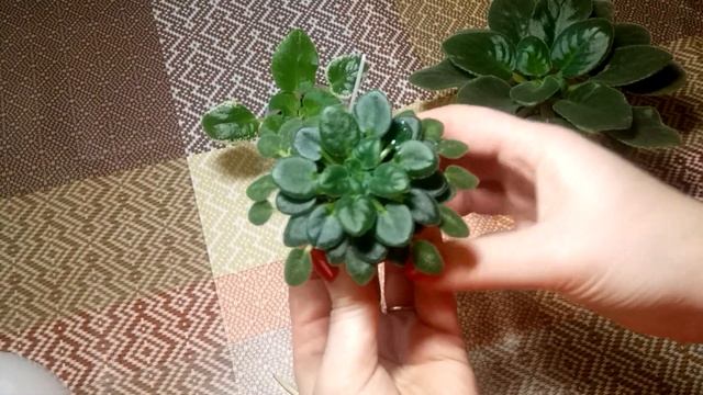 Формирование ровной фиалки, ровная фиалка, какие листики удалить на фиалке смотреть онлайн