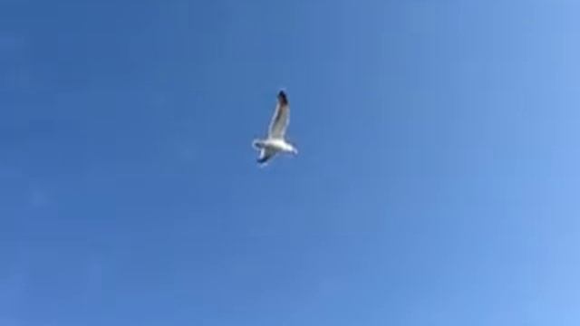 Flying bird 240 fps slow motion Canon PowerShot SX230 HS смотреть онлайн