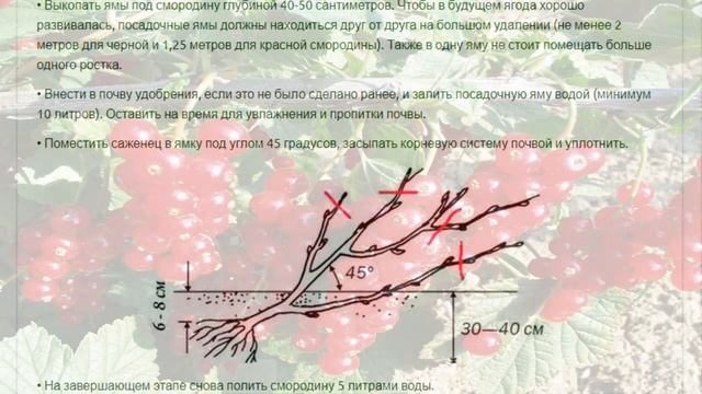 ПОСАДКА СМОРОДИНЫ ВЕСНОЙ